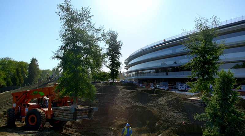 apple park trees